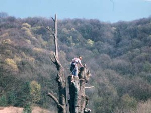 abattage coupe des branches en escalade