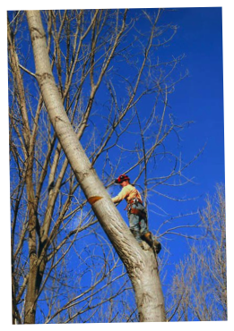 élagage acrobatique