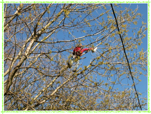 tailler les branches
