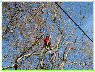 tailleur sur la branche