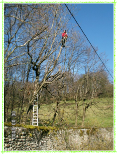 taille de grands arbres